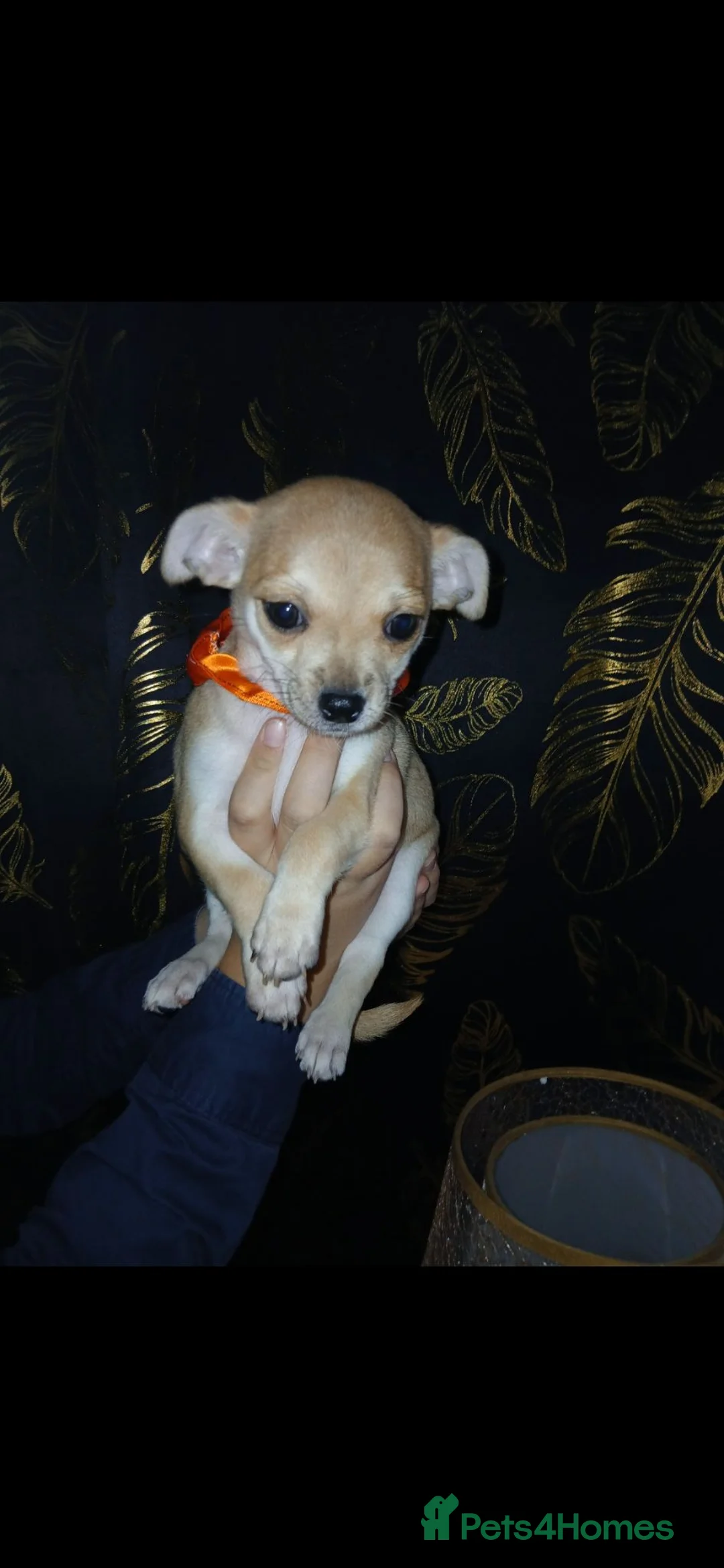 Chihuahua dogs for sale: three beautiful Chihuahua puppies  - Advert 2