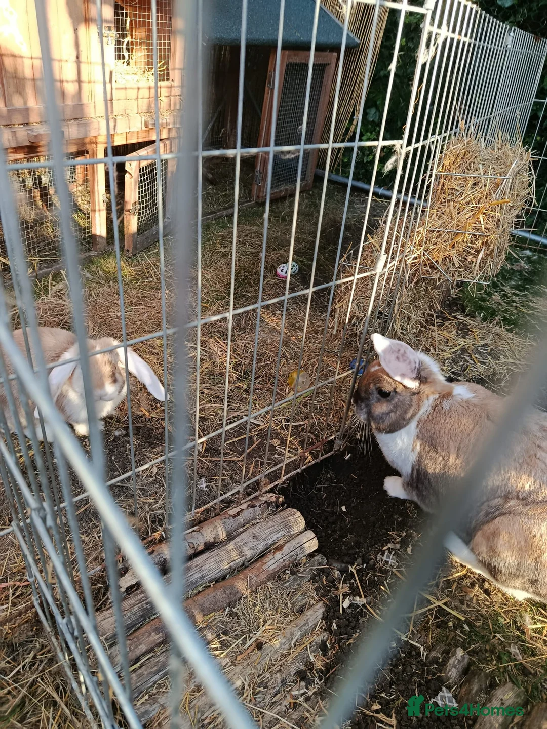 Mixed Breed rabbits for sale: Bonded rabbits - Advert 5