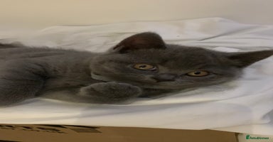 British Shorthair cats British Shorthair Blue Kittens 💛 Raised with Love - Advert 10