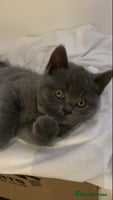 British Shorthair cats British Shorthair Blue Kittens 💛 Raised with Love - Advert 10