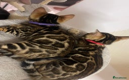 Bengal cats for sale: 🏡Stunning Tica registered Bengal Kittens  🐾 - Image 35