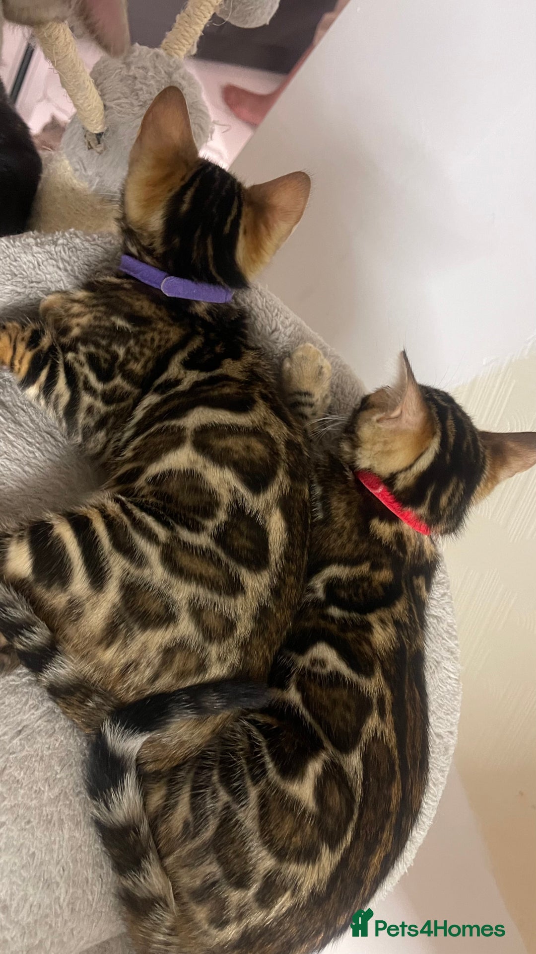 Bengal cats for sale: 🏡Stunning Tica registered Bengal Kittens  🐾 - Image 35