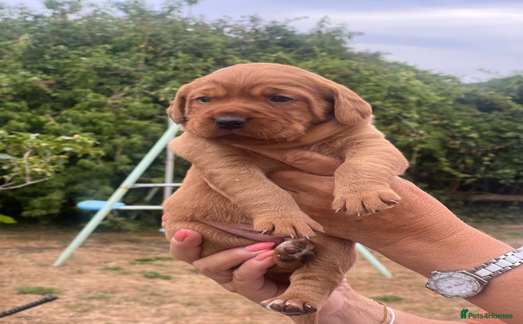 Cockerdor dogs - Advert 12