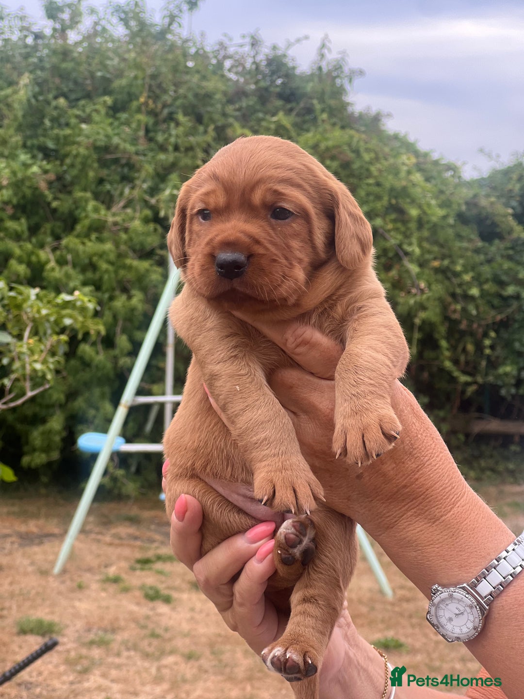 Cockerdor dogs for sale: Beautiful Cockerdor puppies for sale  - Image 1
