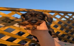 Dachshund dogs for sale: KC Register Standard Wirehaired Dachshund Puppies in Lincoln - Image 3