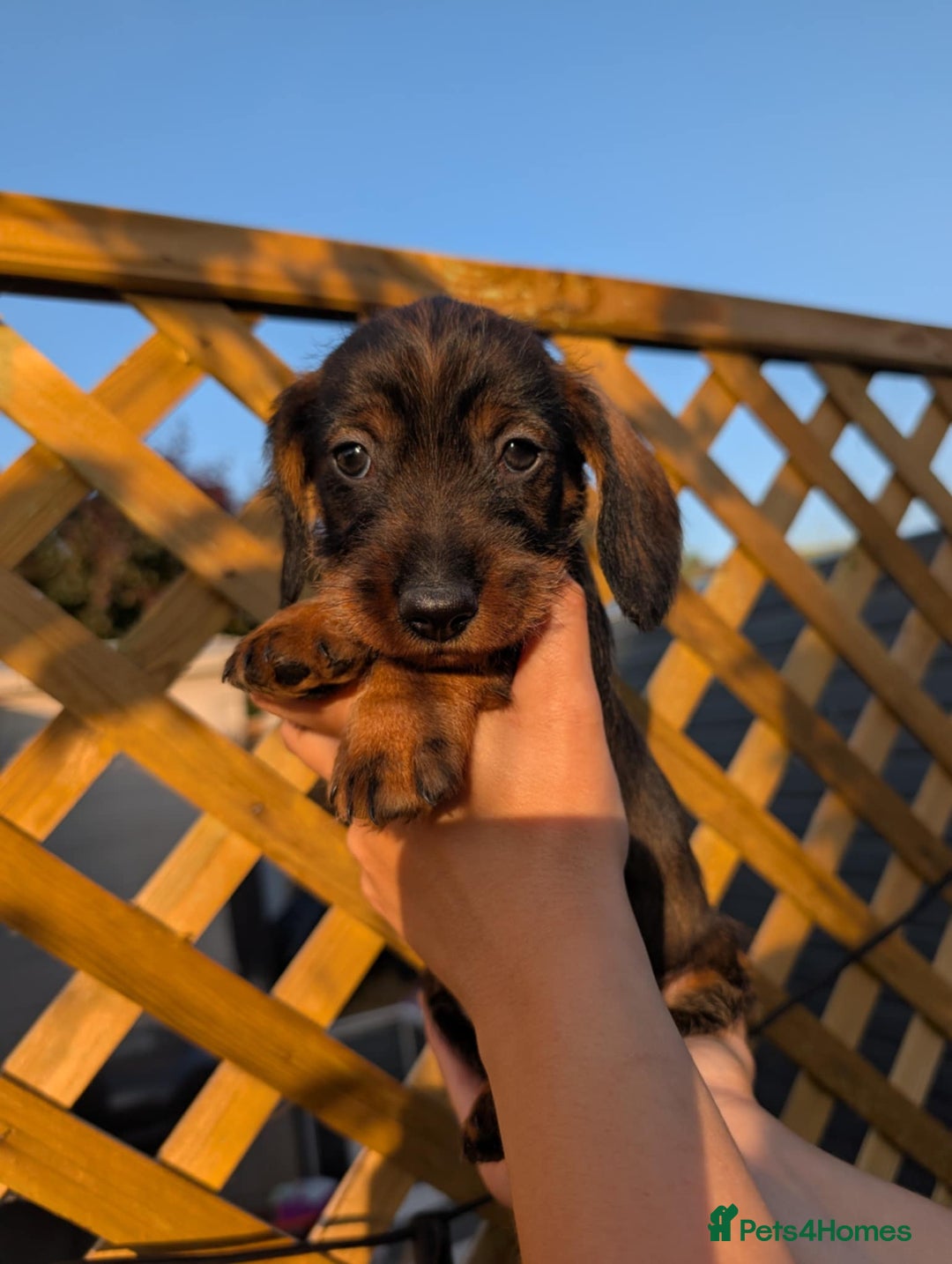 Dachshund dogs for sale: KC Register Standard Wirehaired Dachshund Puppies in Lincoln - Image 3