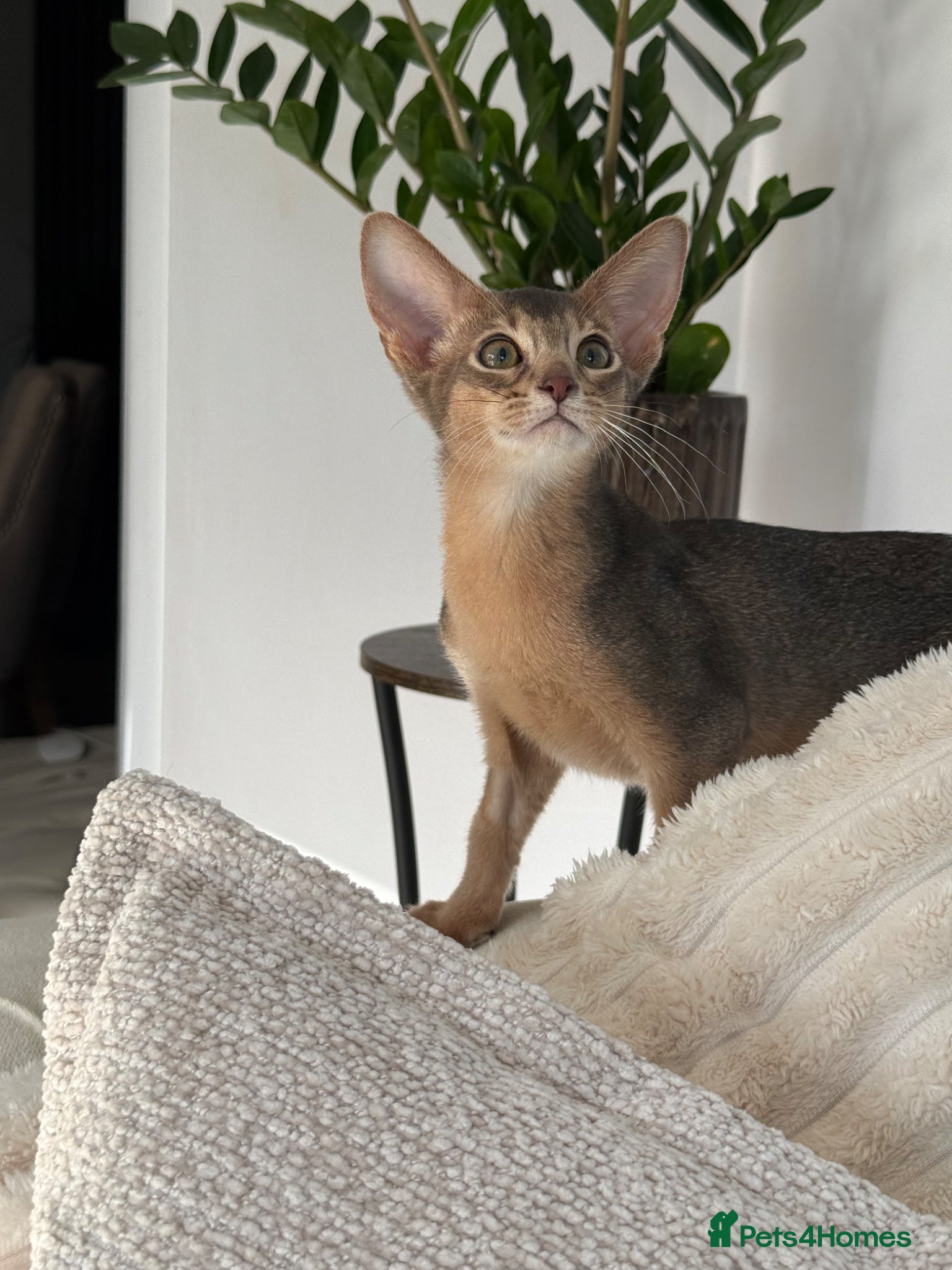 Abyssinian cats     Gorgeous kittens from champion parents 😽 - Advert 1