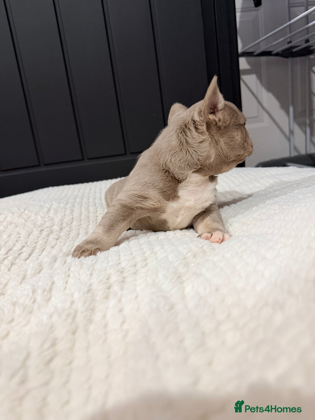 French Bulldog dogs for sale: 2 Frenchy girls - Advert 2