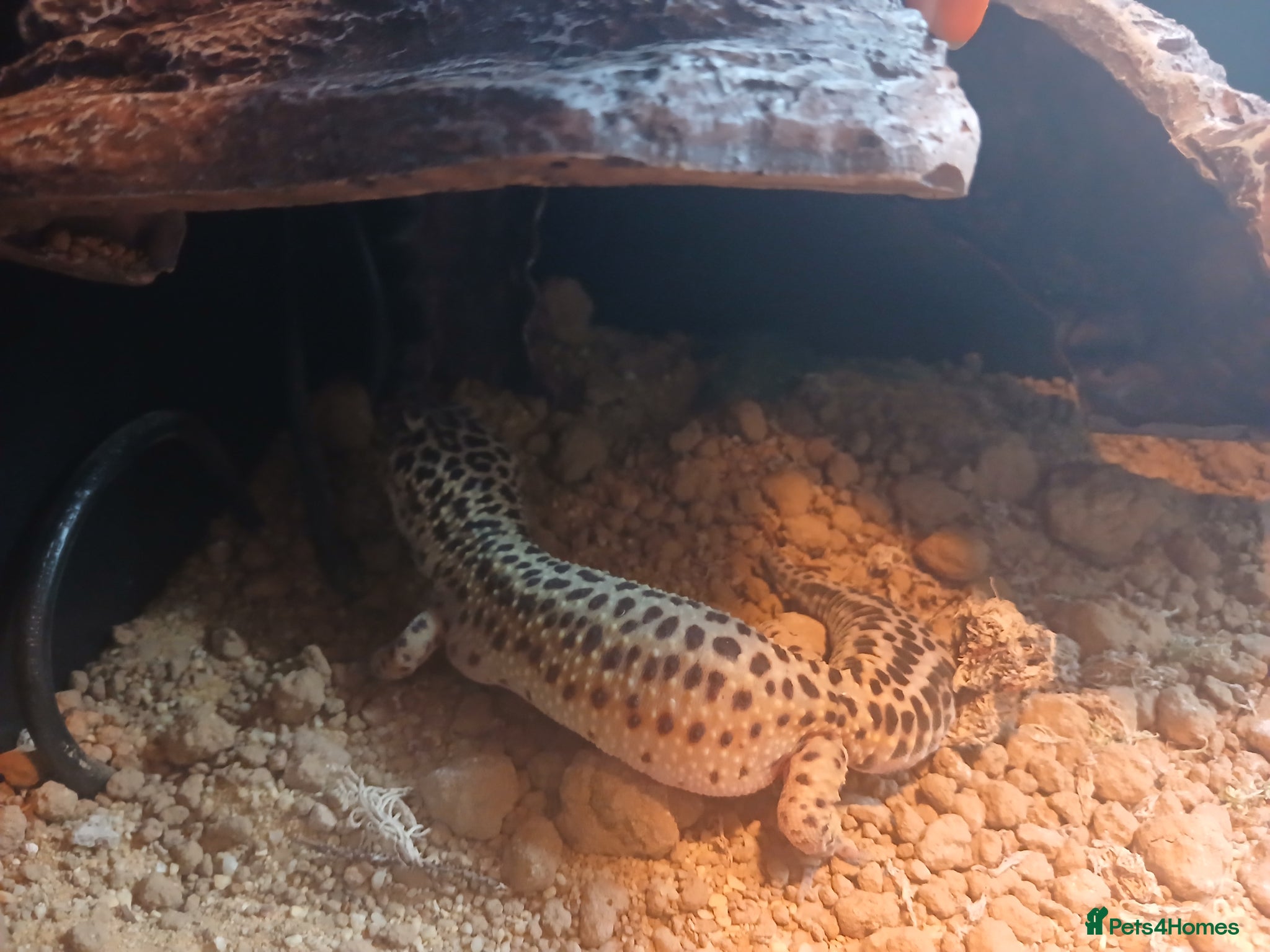 Leopard Gecko reptiles Leopard gecko  boy and girl milo and star  - Advert 3