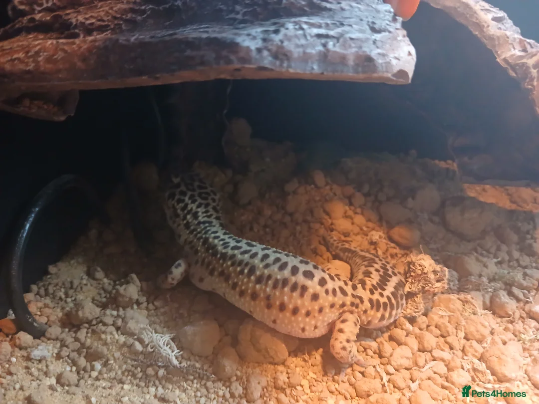 Leopard Gecko reptiles for sale: Leopard gecko  boy and girl milo and star  - Advert 1