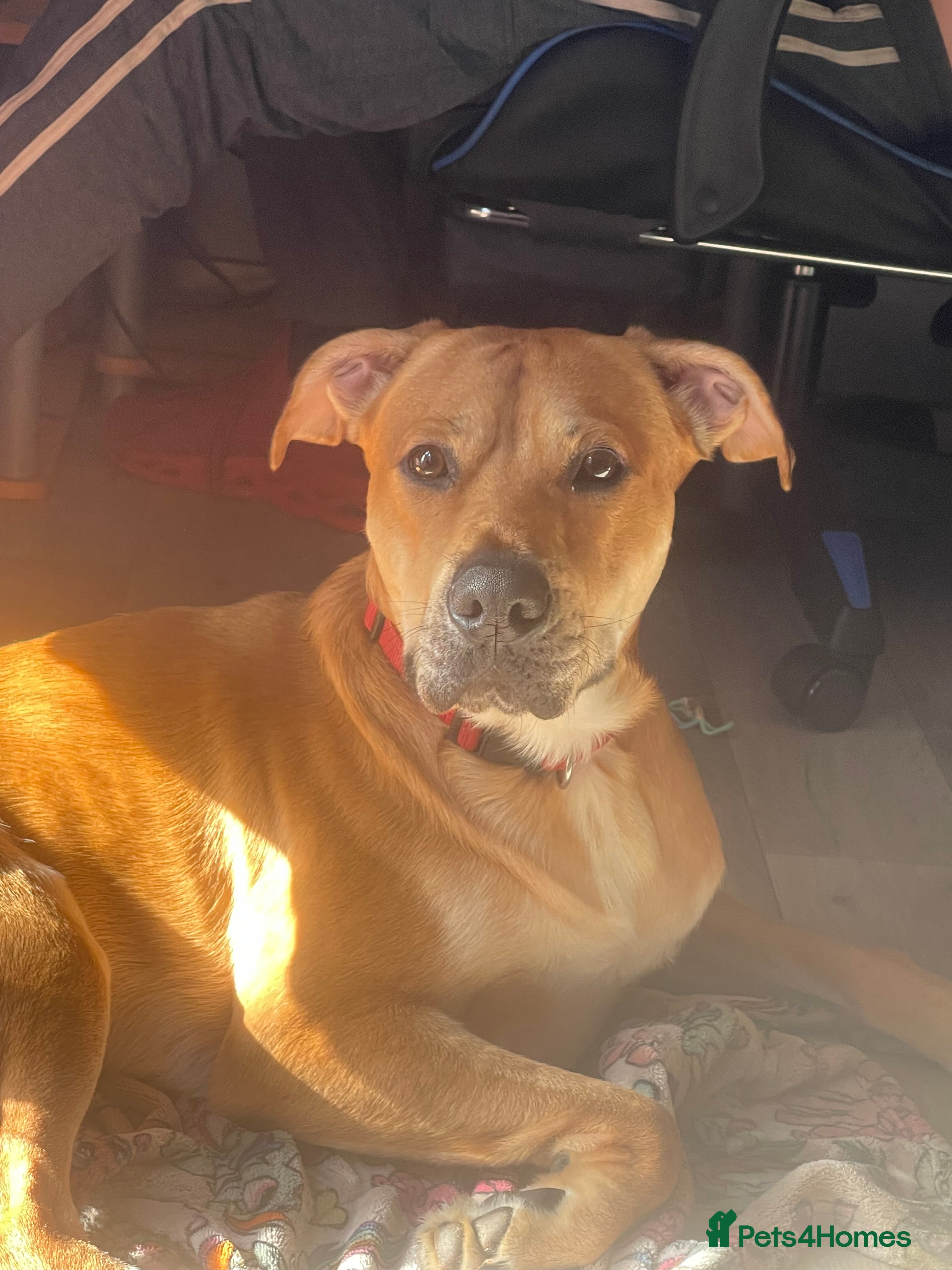 Mixed Breed dogs male dog for rehoming  - Advert 2