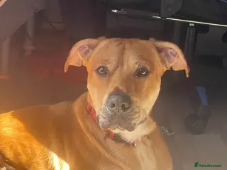 Mixed Breed dogs male dog for rehoming - Advert 2