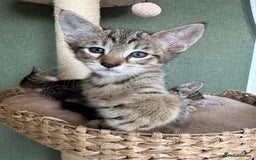 Siamese cats for sale: Siamese-Tabby Mix Kittens Available from 17th Sept - Image 9