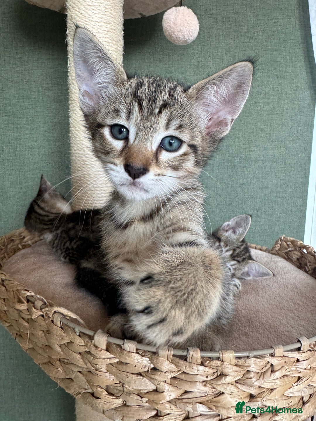 Siamese cats for sale: Siamese-Tabby Mix Kittens Available from 17th Sept - Image 9