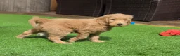 Goldendoodle dogs for sale: LAST girl left of Multigen.Goldendoodle Puppies!!! - Advert 14