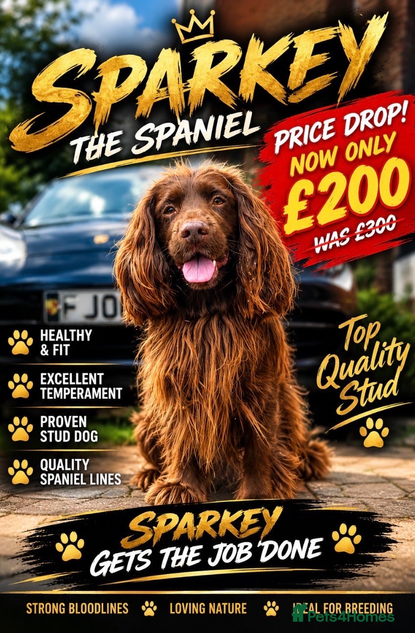 Cocker Spaniel dogs Cocker Spaniel Stud Dog Excellent Coat Temperament - Advert 1