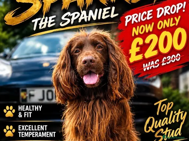 Cocker Spaniel dogs Cocker Spaniel Stud Dog Excellent Coat Temperament - Advert 1