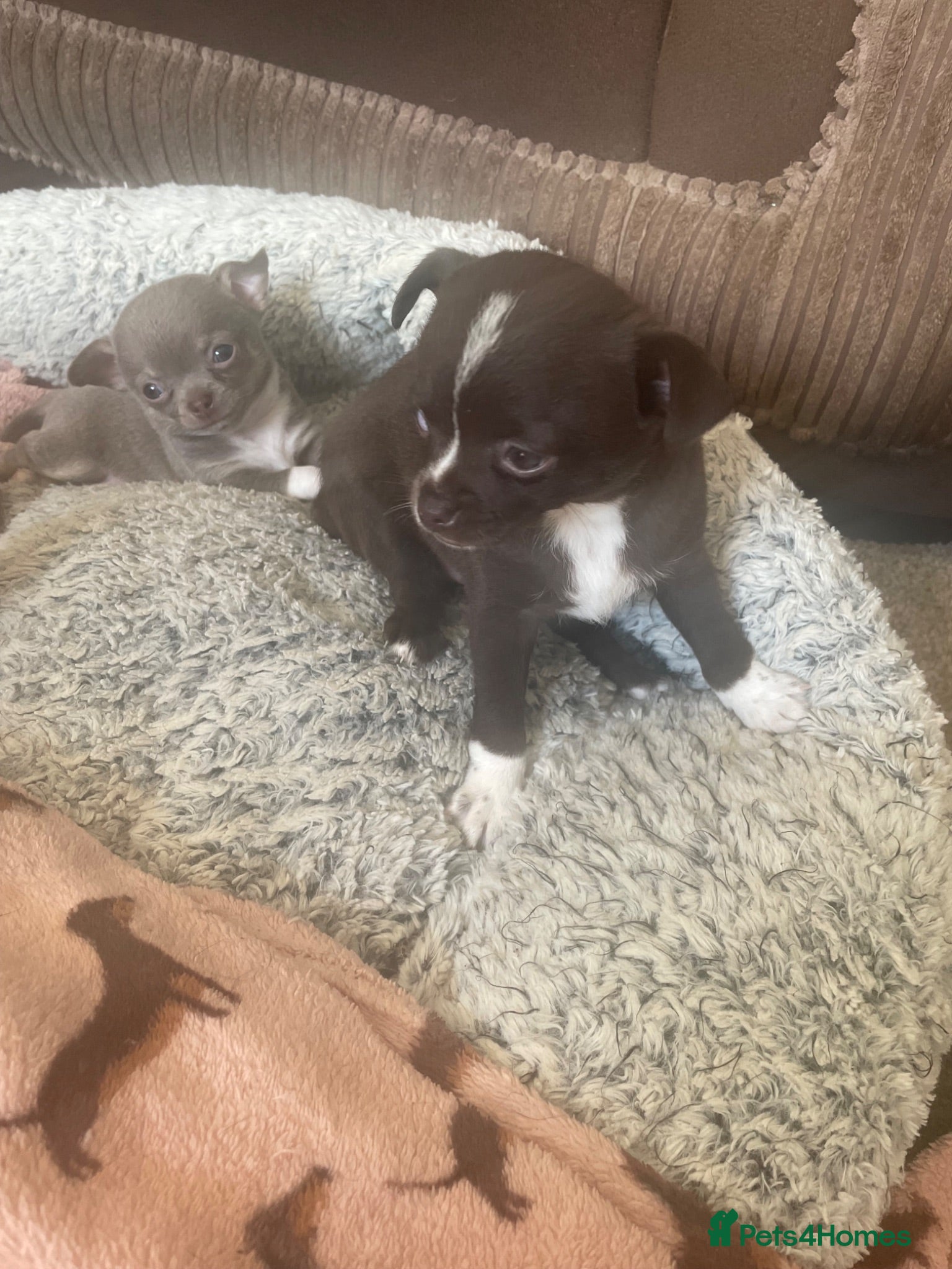 Chihuahua dogs Stunning Chihuahua Puppies READY NOW - Advert 1