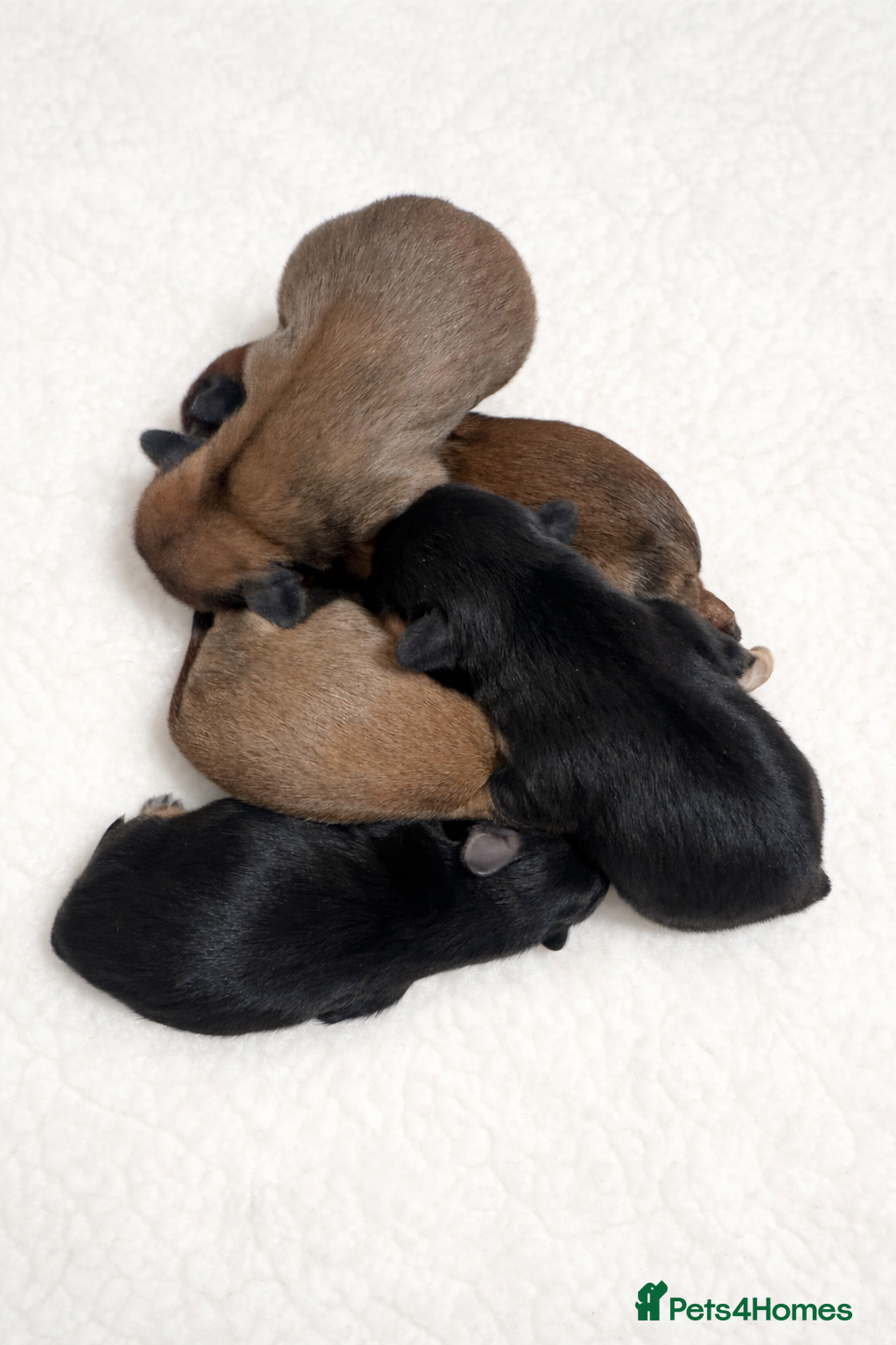 Shih Tzu dogs Imperial Shih Tzu puppies  - Advert 3