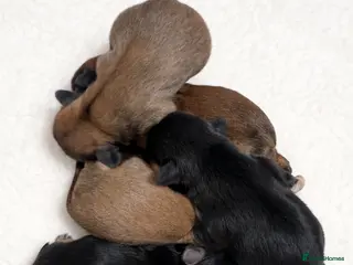 Shih Tzu dogs Imperial Shih Tzu puppies - Advert 15