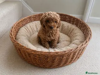 Cockapoo dogs F1b cockapoo puppies - Advert 6