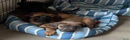 Cane Corso dogs for sale: Ready now 4 beautiful caneCorso pups - Advert 9