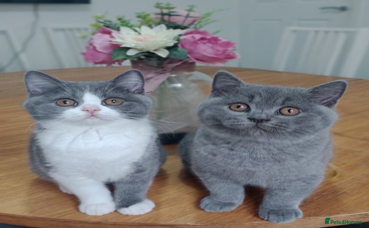 British Shorthair cats - Advert 1