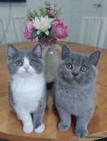 British Shorthair cats - Advert 9