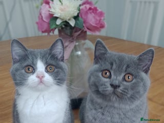 British Shorthair cats - Advert 9