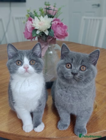 British Shorthair cats - Advert 12
