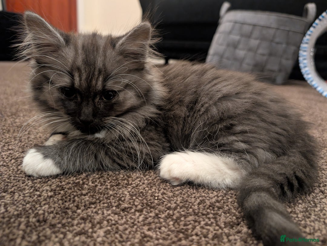 Persian cats for sale: Persian chinchilla  - Image 3