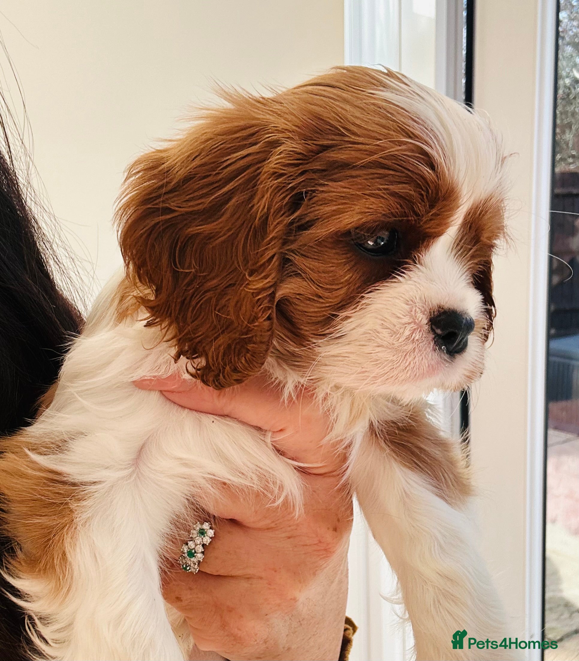Cavalier King Charles Spaniel dogs Stunning cavalier King Charles puppies  - Advert 9