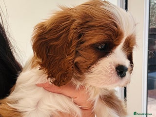 Cavalier King Charles Spaniel dogs Stunning cavalier King Charles puppies - Advert 14
