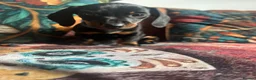 Miniature Dachshund dogs for sale: Miniature dachshund pups - Advert 4