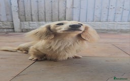 Miniature Dachshund dogs for stud: Cream Long-haired miniature Dachshund kc reg in Blackburn - Image 21