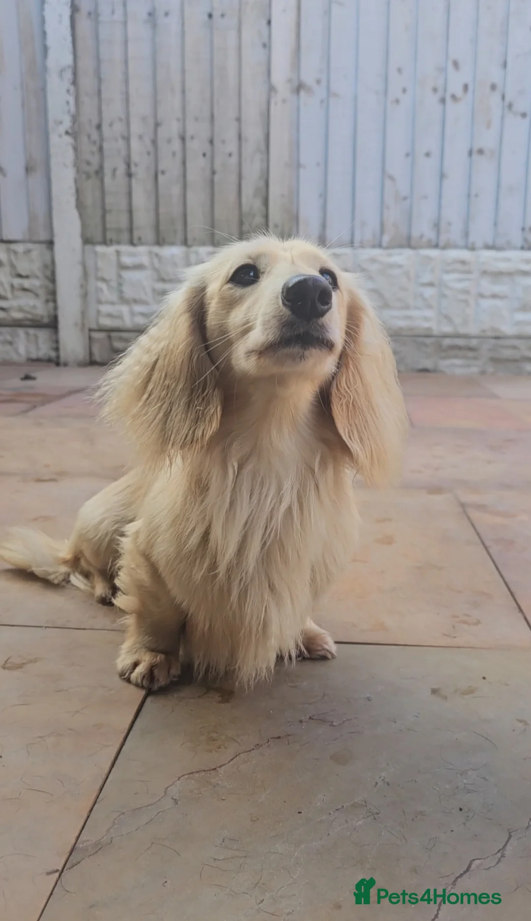 Miniature Dachshund dogs for stud: Cream Long-haired miniature Dachshund kc reg in Blackburn - Advert 20