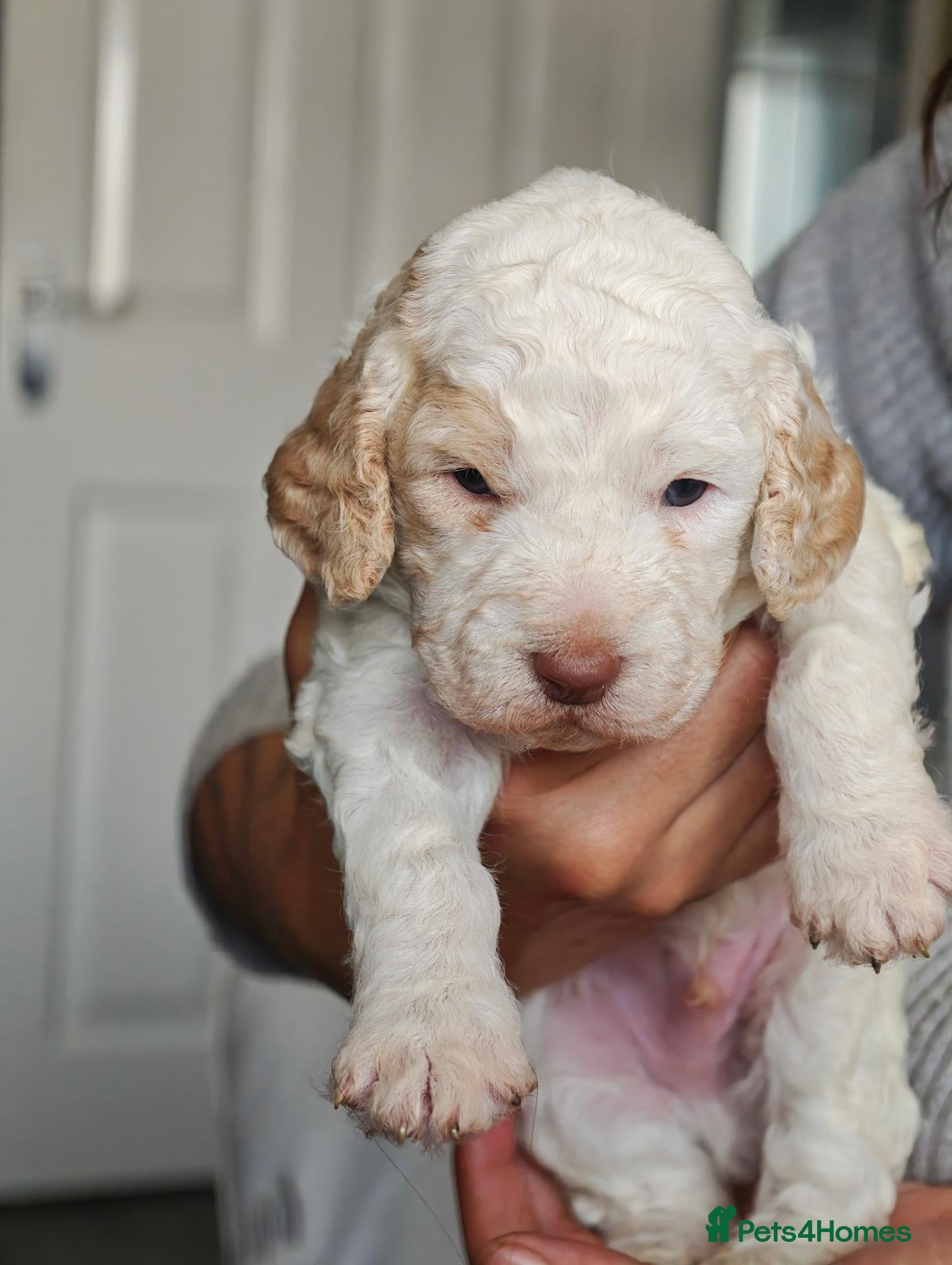 Cockapoo dogs for sale: Stunning F2 Cockapoo Puppies  - Advert 2