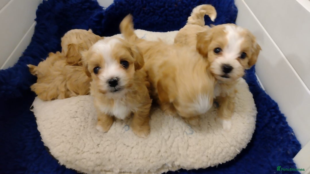 Maltipoo dogs for sale: Wait List Open F1 Genuine Toy Maltipoo - Image 8