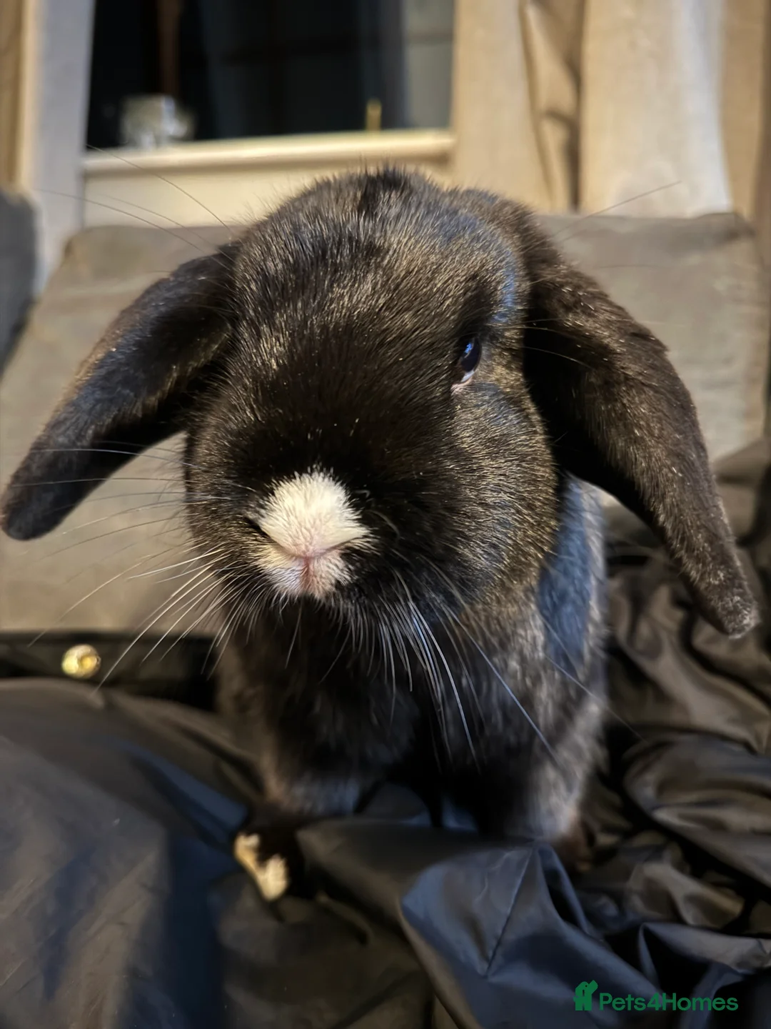 Mini Lop rabbits for sale: Male mini lops - Advert 1