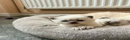 British Shorthair cats for sale: Beautiful Colour point British Shorthair Kittens - Advert 6