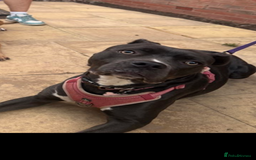 Mixed Breed dogs for sale: Rehoming of our Cane Corso/Staffie - Image 2
