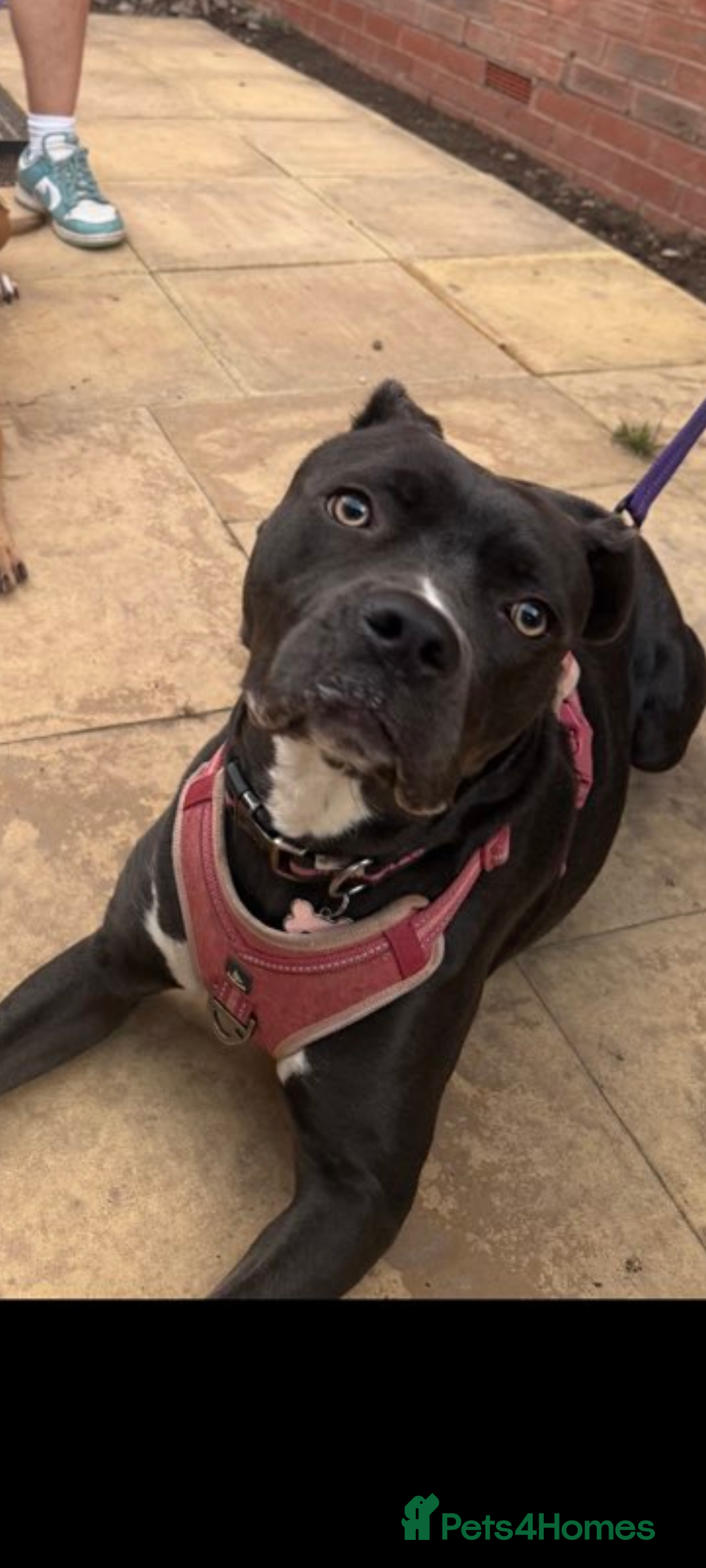 Mixed Breed dogs for sale: Rehoming of our Cane Corso/Staffie - Image 2