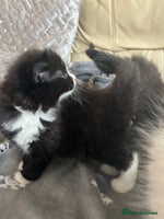 Mixed Breed cats Fluffy black and white kittens - Advert 2
