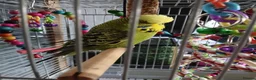 Budgerigars birds for sale: Budgies for sale  in Derby - Advert 5