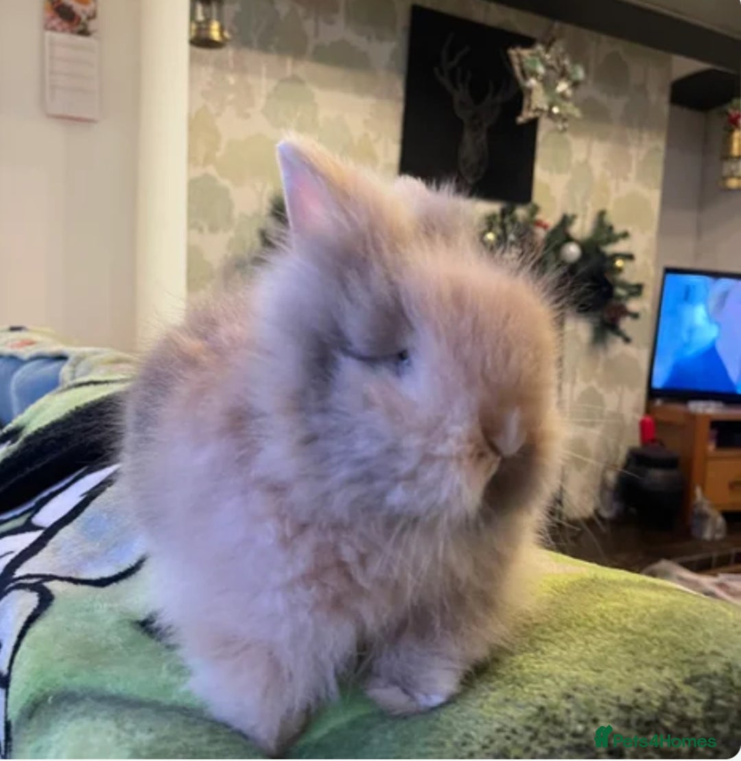Lionhead rabbits for sale: Beautiful dwarf lion heads 🐰 💙 - Advert 2