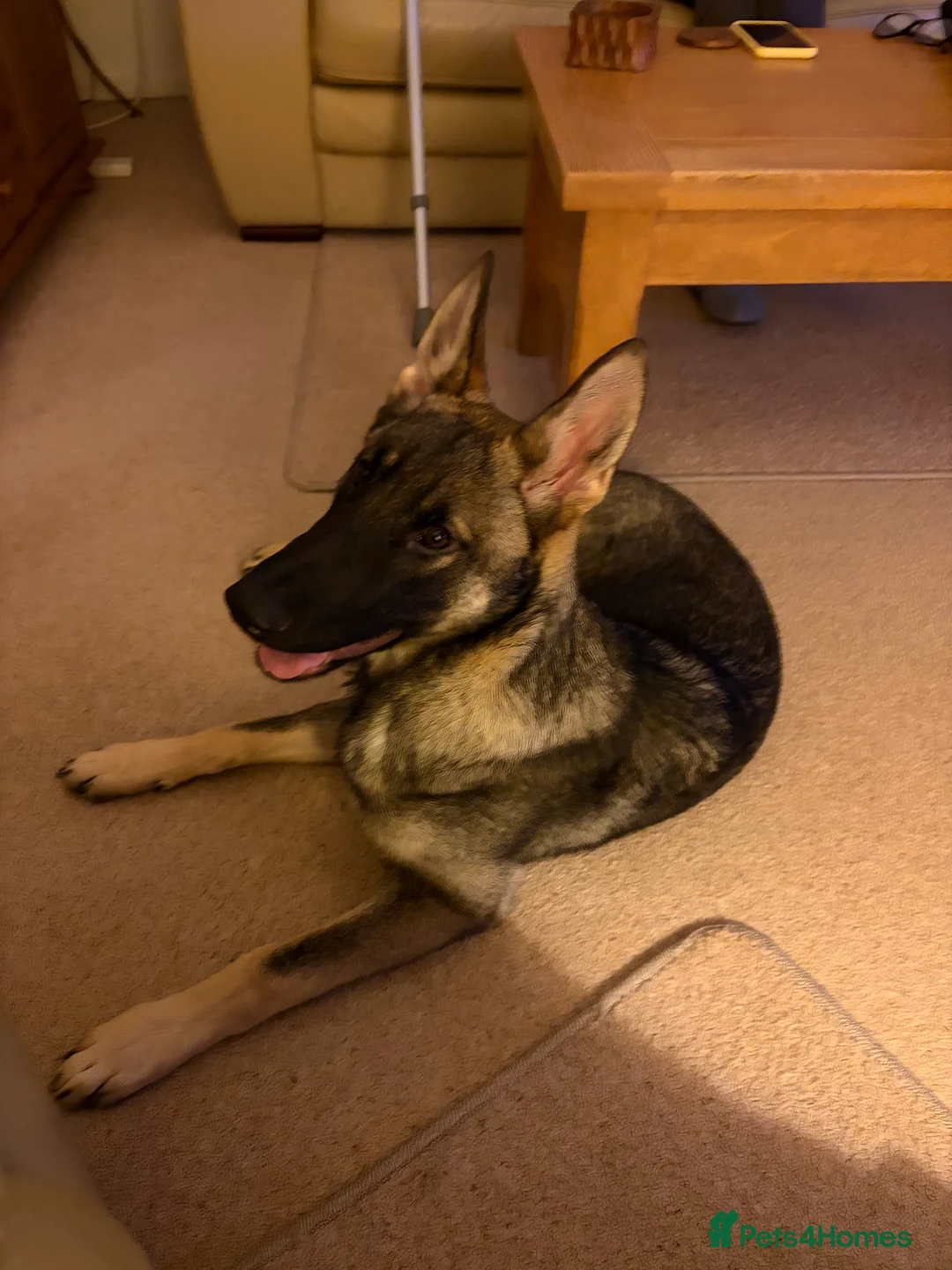 German Shepherd dogs for sale: German Shepherd  - Advert 1