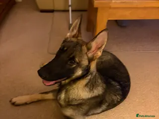 German Shepherd dogs German Shepherd - Advert 15