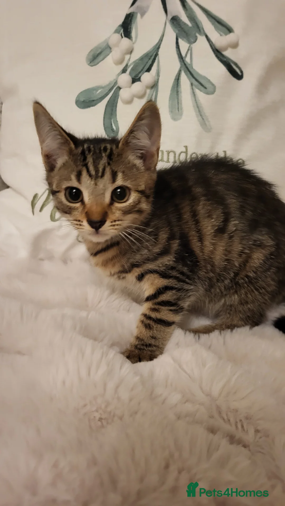 Mixed Breed cats for sale: Kittens READY NOW - Advert 8