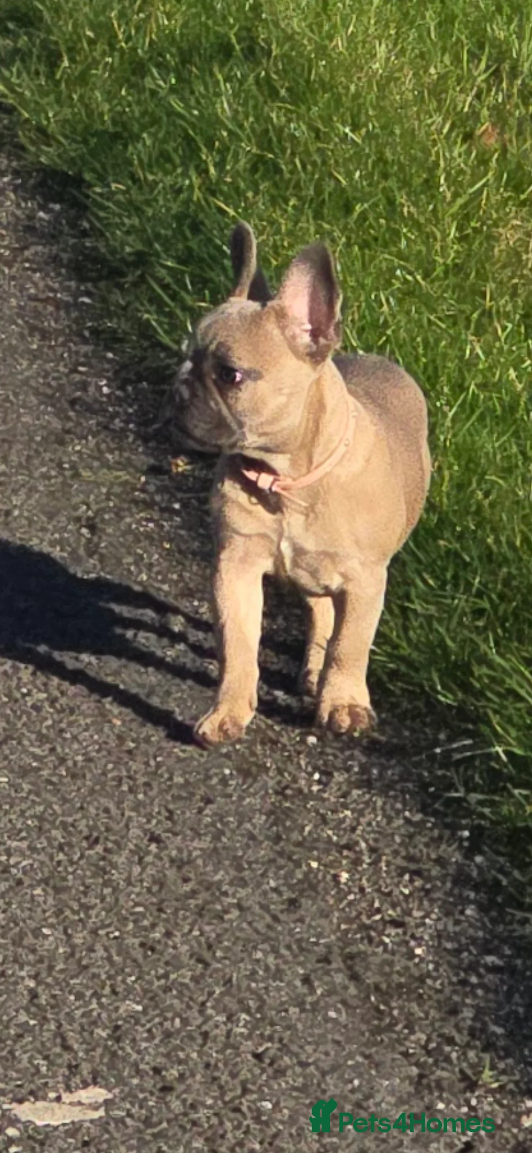 French Bulldog dogs for sale: Fawn french bulldog  - Advert 3