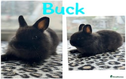 Netherland Dwarf rabbits for sale: Pure breed Netherlands dwarf male and female - Image 5